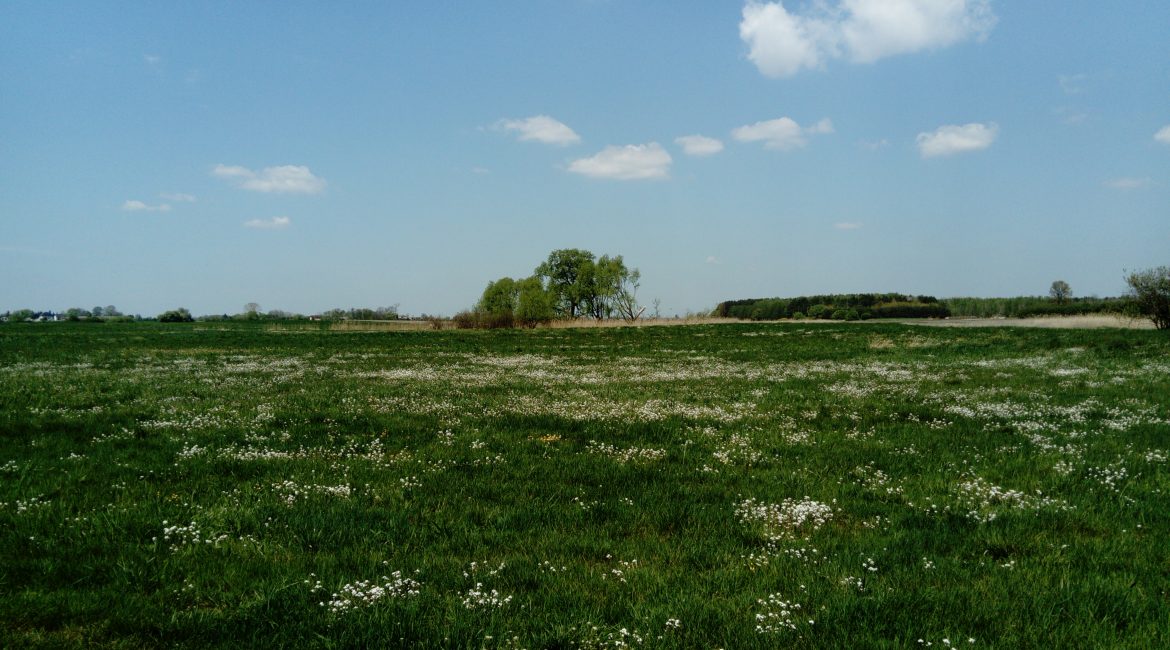 Czermno